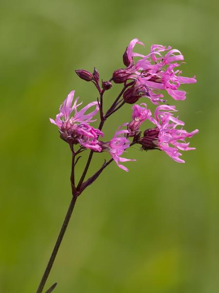 Echte koekoeksbloem (Silene flos-cuculi)